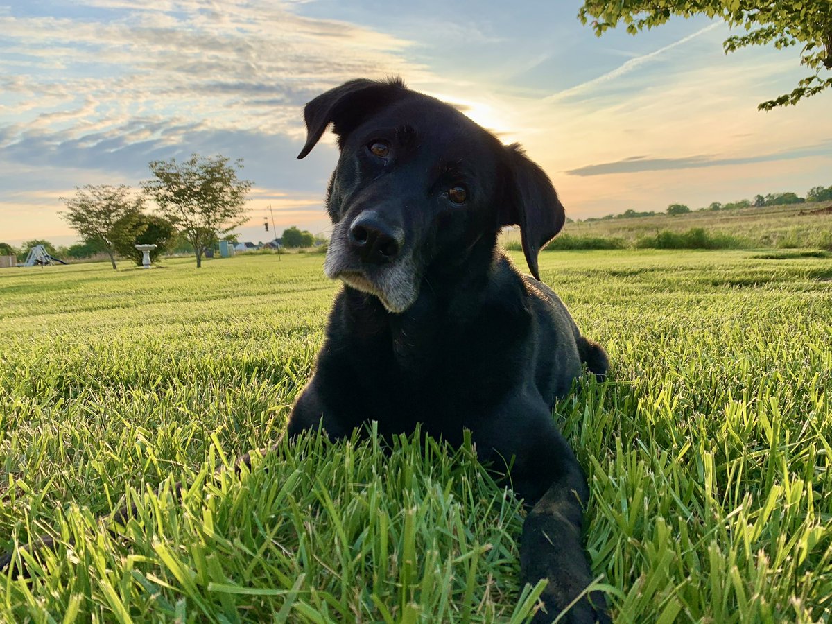 wxornotBG's tweet photo. It’s with great sadness we share the loss of the OG member of the @wxornotBG pack, Piper.

She was nothing but a joy, and kept a lonely, young man in his early twenties sane in the early days of launching a weather blog in his parent’s basement.

As we say goodbye to our loyal, 12 year old friend, we take solace in knowing that Piper's spirit will live on in our hearts forever. She has left an indelible mark on our lives, and the memories we shared together will be cherished for a lifetime.

Dear Piper, you have given us more than we could ever express in words. Thank you for gracing our lives with your unconditional love, for being our confidante, and for teaching us the true essence of companionship. You will forever be our beloved black lab, and the first official member of our pack. The love we share with you will never fade.

Rest peacefully, dear Piper. We love you always. 🐾 🌈
