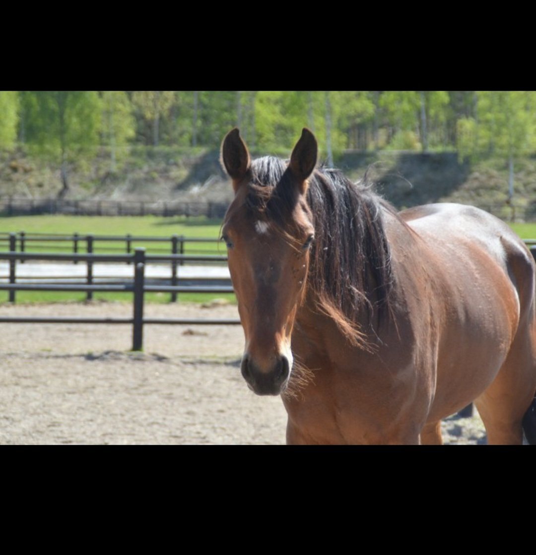 jimmystanggren's tweet photo. Dags fรถr start pรฅ Solvalla ikvรคll ๐ฅฐ๐ #Woshi https://t.co/DpRGU0jVP2