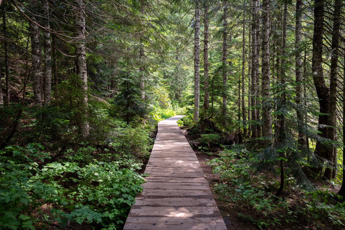 s_d_sea's tweet photo. “Forest Boardwalk”

#pentax #PentaxK1ii @PENTAXIAN #pnw #SoNorthwest @WTA_hikers @ExploreWAState @MtBakerSnoNF #Lake22 #TrailTuesday #TreeTuesday @ThePhotoHour #Nature #Peaceful https://t.co/OBHZQbDmvV