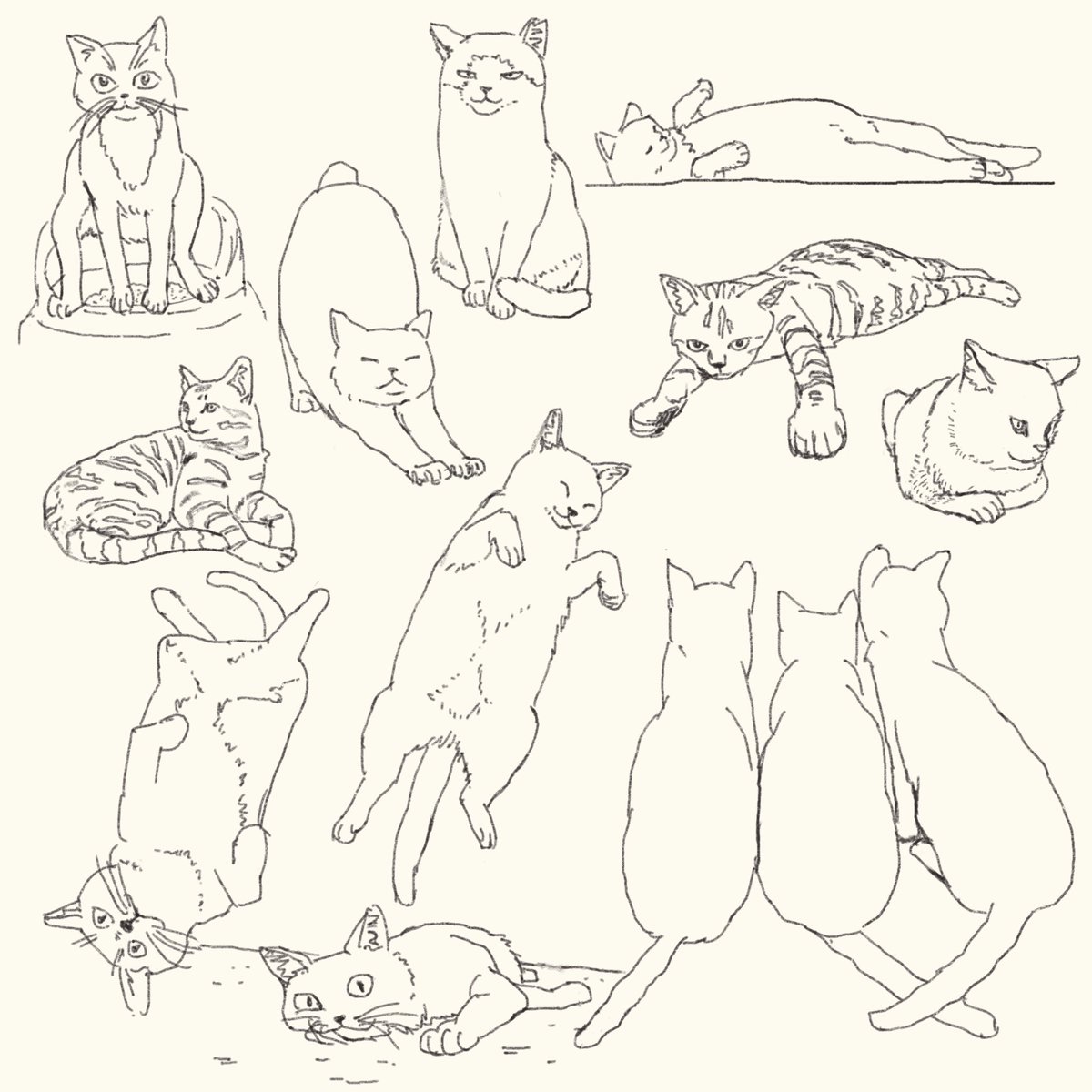 mitainamon's tweet photo. ＃世界猫の日 らしい🐾 https://t.co/F7JY2Bsjci