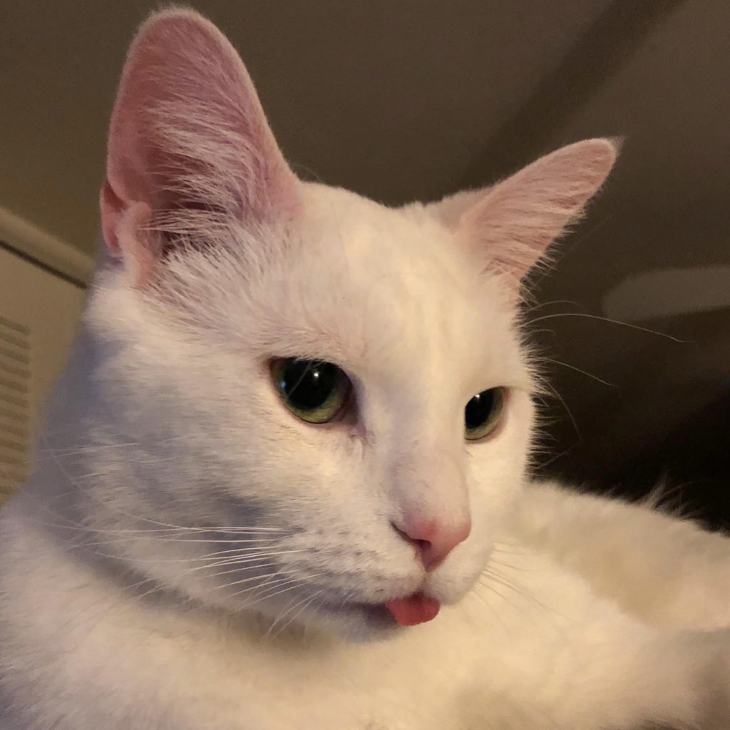 happy international cat day!😸