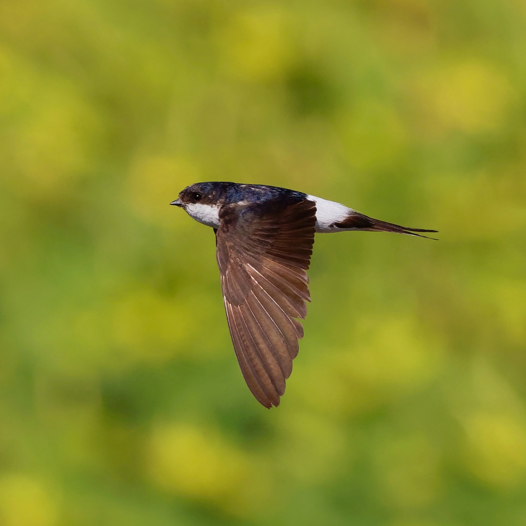 August weekend watching🐦Catch magical moments watching House Martins gracefully dive-bombing for insects in mid-air. Have you spotted a House Martin? Tell us by commenting below 👇