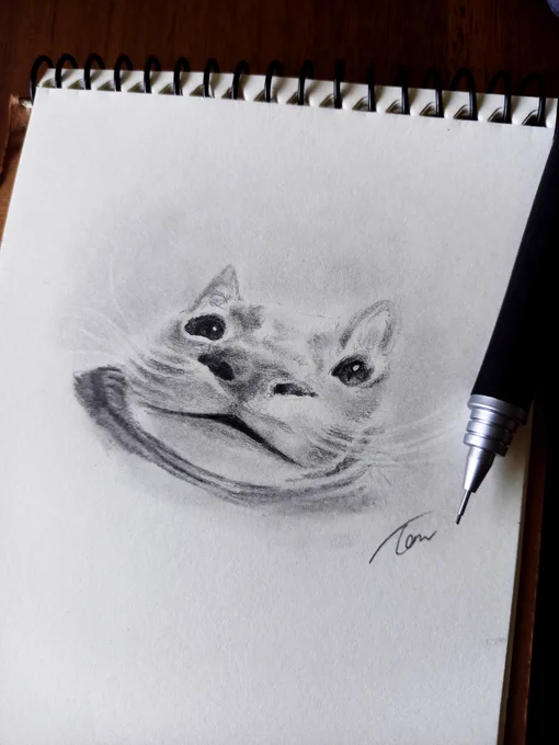 #世界猫の日 #CatDay
