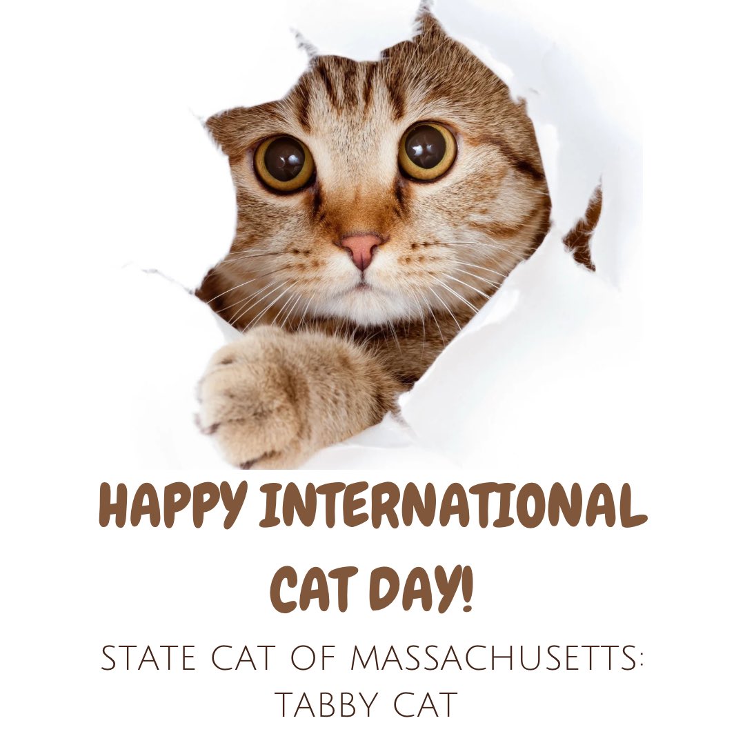 Happy International #Cat Day! 
#DidYouKnow that the state cat of Massachusetts is the tabby cat? Tabby is not a breed of cat, but a coat type seen in many breeds of domestic cats. Tabby cats have a distinctive “M” shaped marking on their foreheads and striped patterns.
#animals