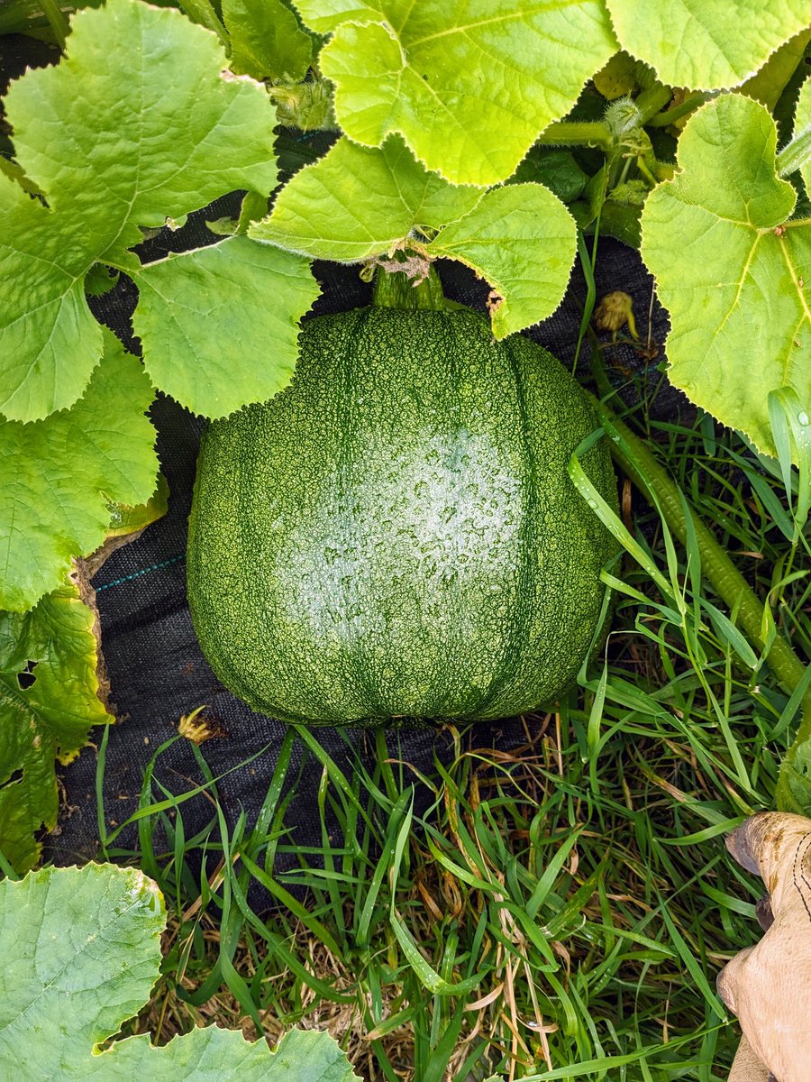 Smallholders Ireland tweet media