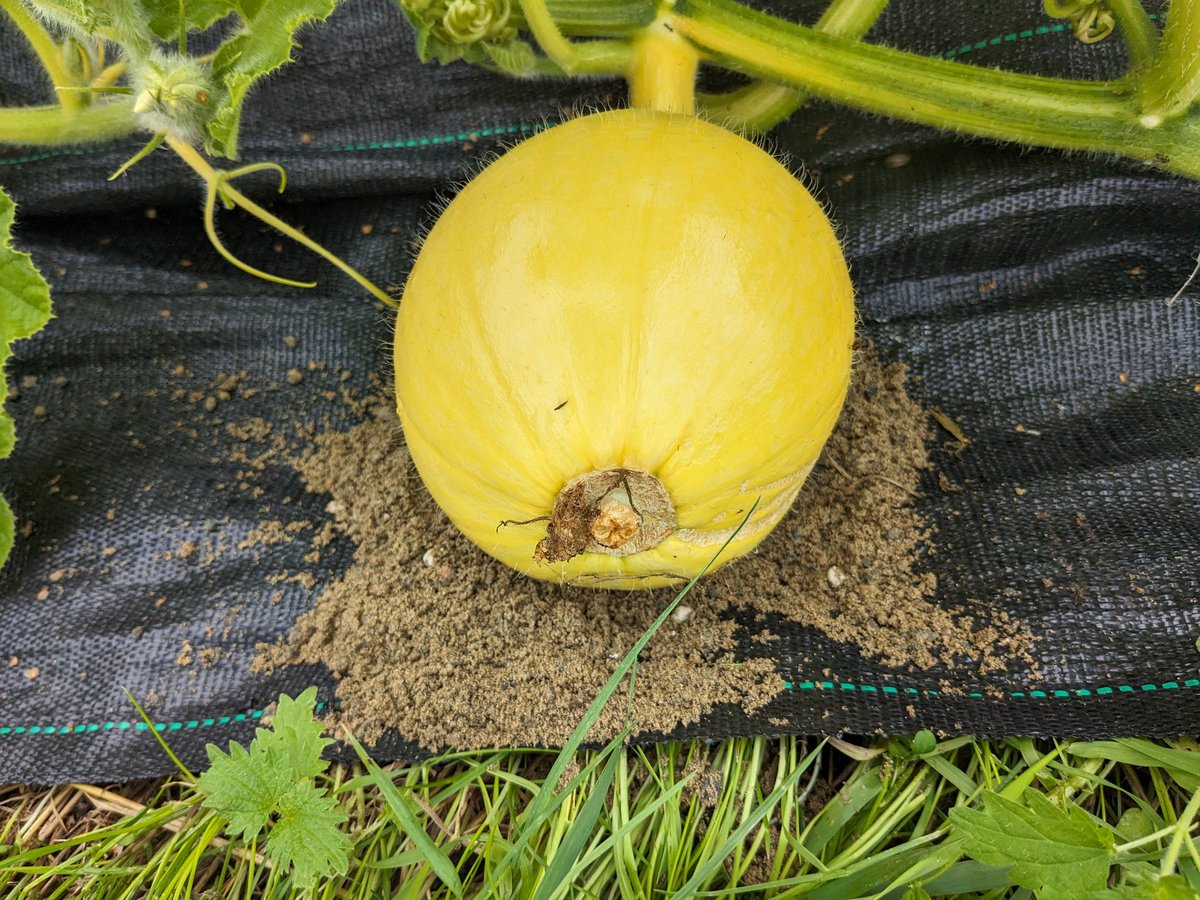 Smallholders Ireland tweet media