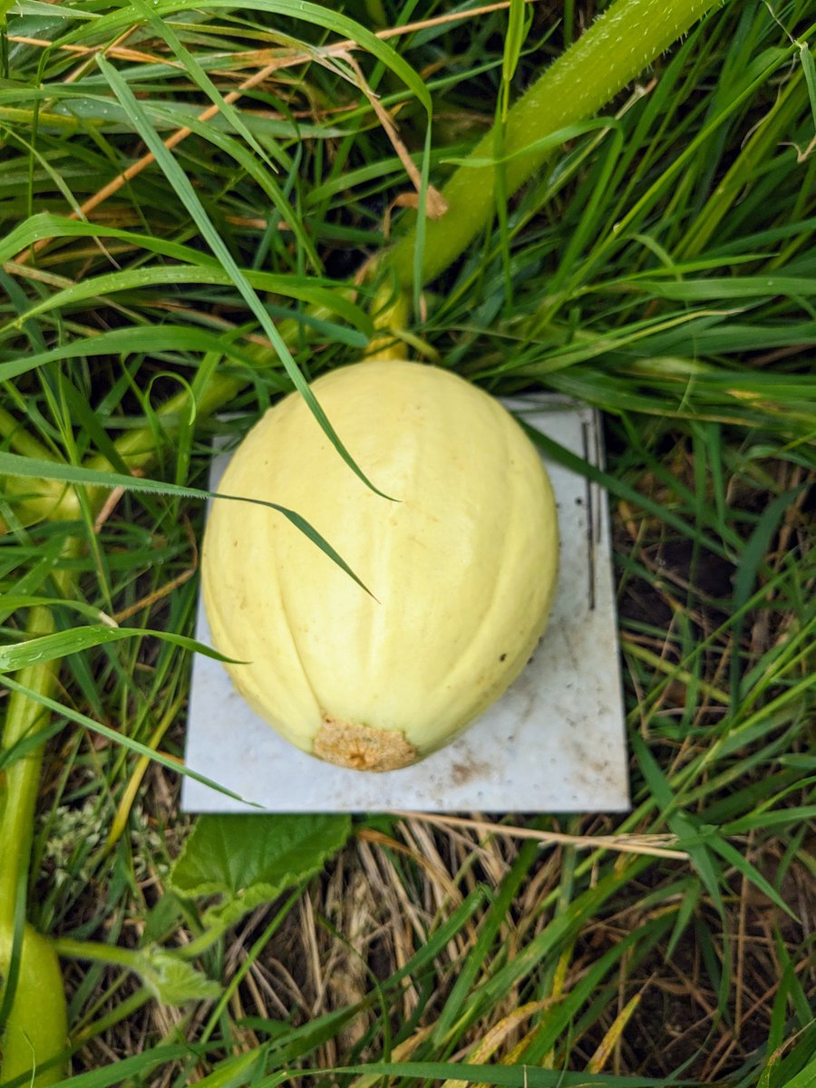 Smallholders Ireland tweet media