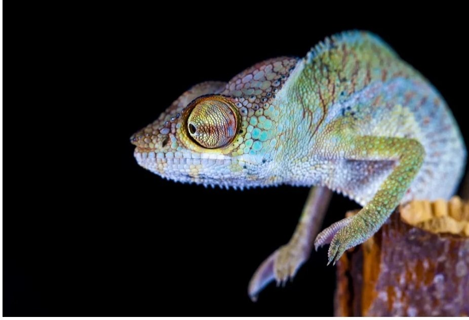 StrootmanW's tweet photo. As the Naked Scientists explain, "a calm chameleon is a pale greeny color. When it gets angry, it might go bright yellow, and when it wants to mate, it basically turns on every possible color it can which shows that it's in the mood. This is not unique to chameleons." https://t.co/1suIBOCoEQ