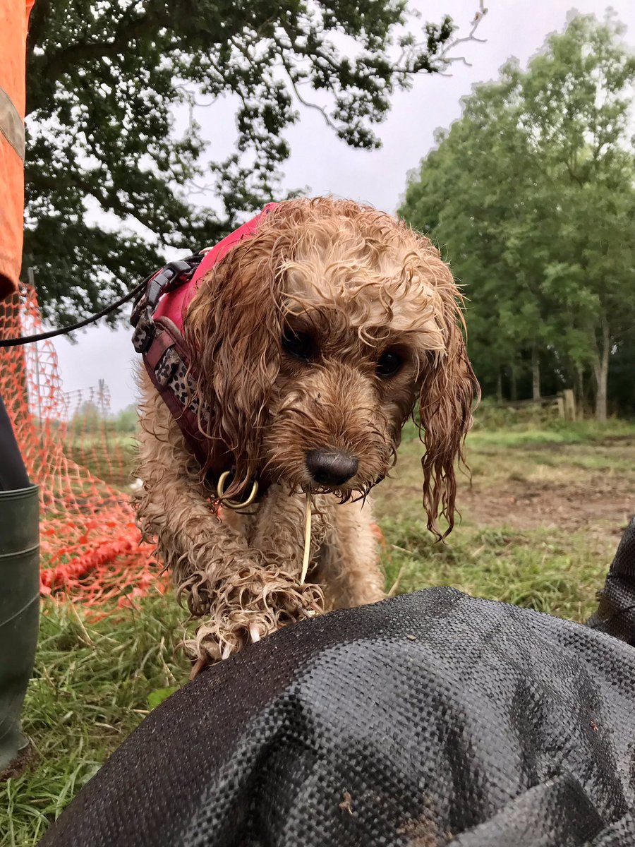 CotswoldArch's tweet photo. According to the Cola Scale, it’s a little damp on site…. 😅 #ColaWeatherScale #BritishArchaeology #BritishSummertime #ButWhere #BrandiersKilnProject https://t.co/X5b22o2BqP