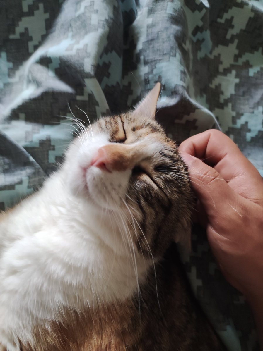 LordKimbli's tweet photo. @GorditoGatito2 Molly https://t.co/GVUqYj41kk
