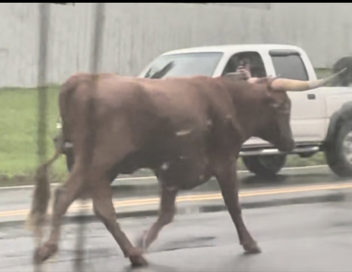 CMPD is looking for a 900 pound longhorn bull. It was last seen along the 9600 block of Moores Chapel Road around 9 last night . Police say do not approach it. Call 311 if you see it <a href="/wsoctv/">WSOCTV</a>