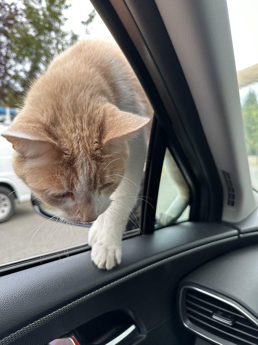 mplace0918's tweet photo. @OfficialALW Stray climbing into my car lol https://t.co/FwWnAo8fqd