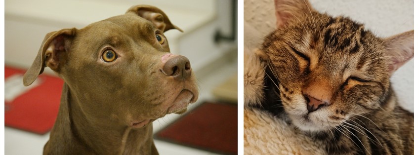 HealWithAnimals's tweet photo. Fostering a shelter animal is a beautiful way of expressing love for animals and filling your life with love. You can learn the benefits for you and the animal in my latest Blog Post, Healing With A Foster.

https://t.co/Dlam2zqrVe

#fosteranimal #fosterpet #fosterdog #fostercat https://t.co/pvOCshrQaf