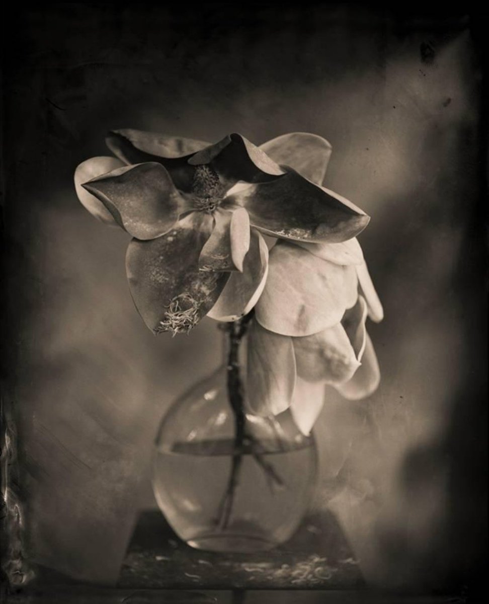 rachele_5f's tweet photo. 📸Keith Carter  (Magnolia🌼) https://t.co/033gzBhtJ5