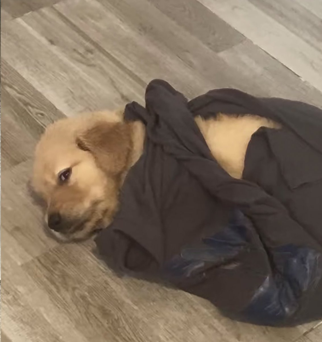 เรามันก้เป็นแค่ม๋าผ้าขี้ริ้วนิ