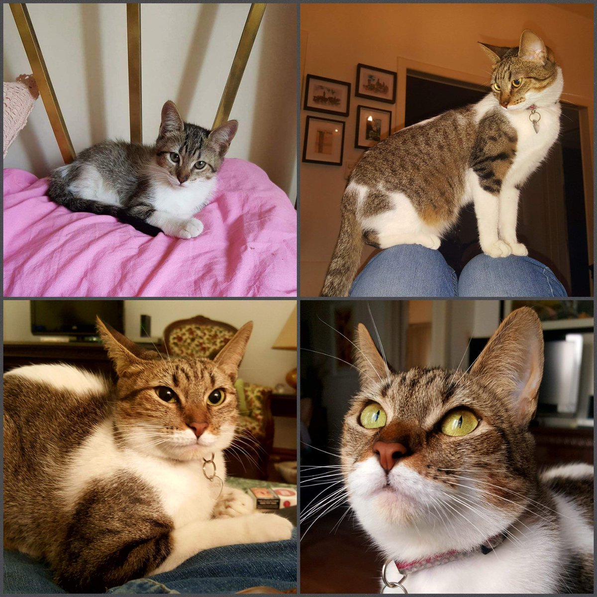 malexiar's tweet photo. #DíaInternacionalDelGato 
😻#CuchuPasión💖
💖#SweetPoppy😻 https://t.co/aBCZM9WHku