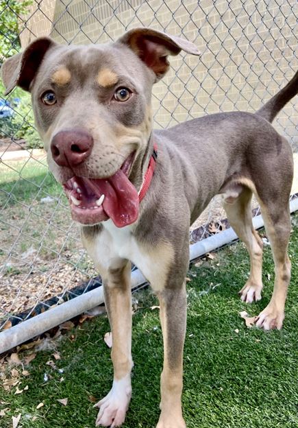 Parks Paws Pet of the Week!   🐾 Meet Markie🐾
This 41lb Pit Mix is bursting with personality! His leash skills need improvement, but he loves to exercise. To meet him please visit:spr.ly/6016PeVXG
