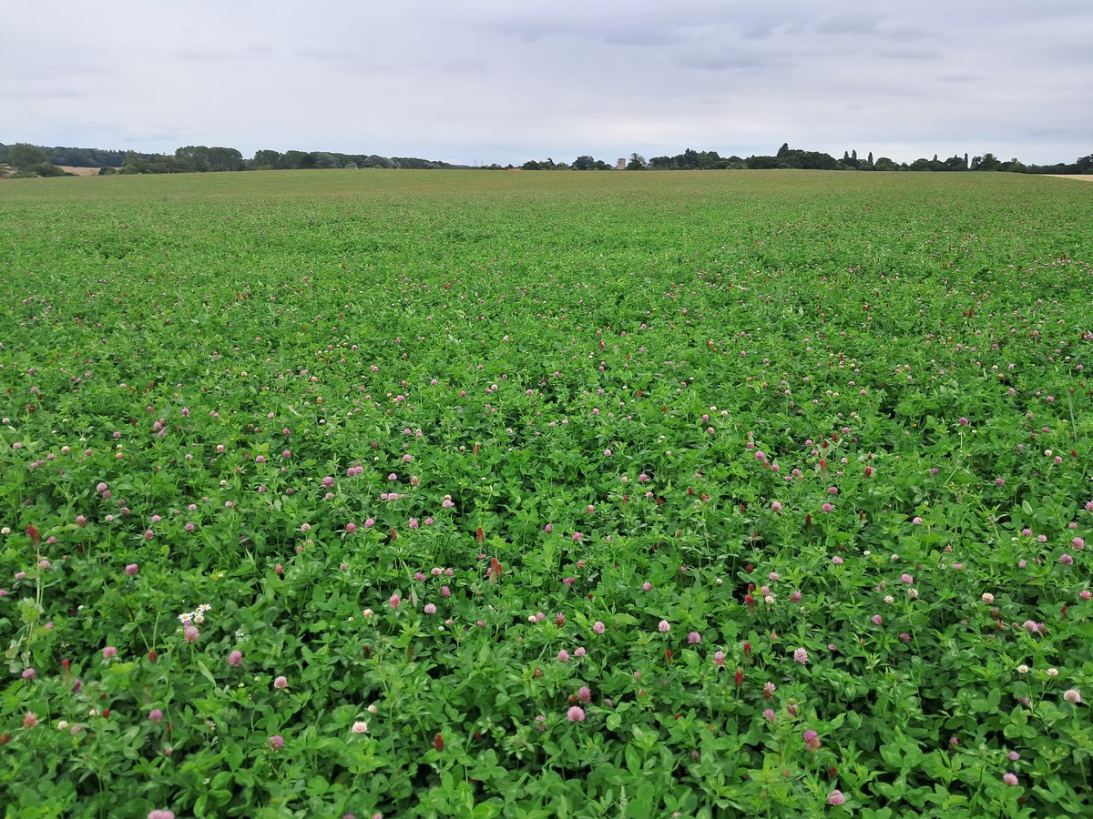 organicwalnes's tweet photo. Organic conversion clover mix in suffolk. Mix of red,alsike, crimson clover, birdsfoot trefoil and meadow fescue. Sown 2nd May 23. https://t.co/LuZnBu9LgB