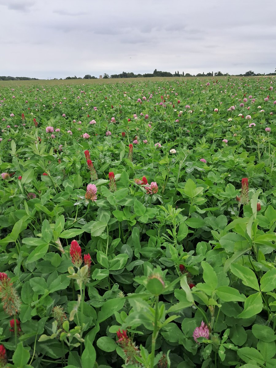 organicwalnes's tweet photo. Organic conversion clover mix in suffolk. Mix of red,alsike, crimson clover, birdsfoot trefoil and meadow fescue. Sown 2nd May 23. https://t.co/LuZnBu9LgB