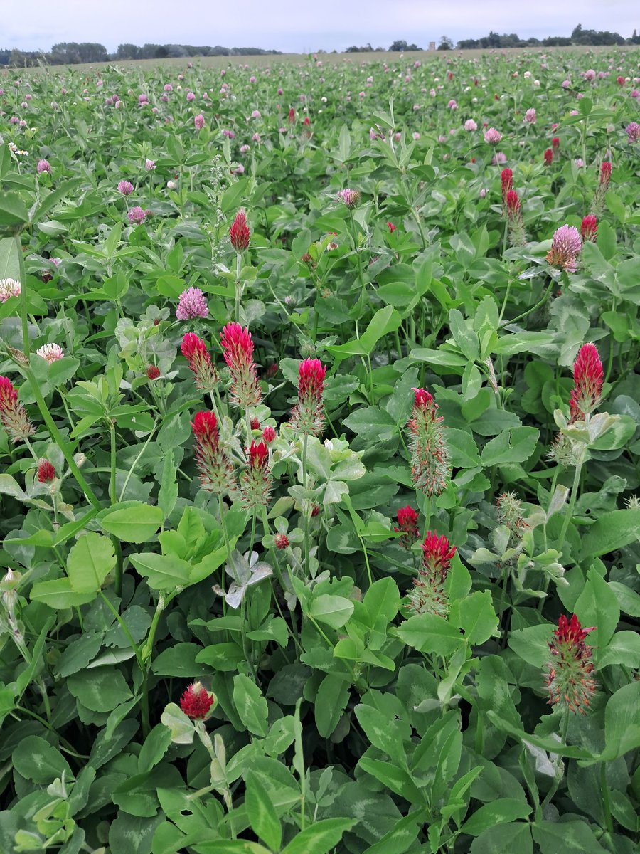 organicwalnes's tweet photo. Organic conversion clover mix in suffolk. Mix of red,alsike, crimson clover, birdsfoot trefoil and meadow fescue. Sown 2nd May 23. https://t.co/LuZnBu9LgB