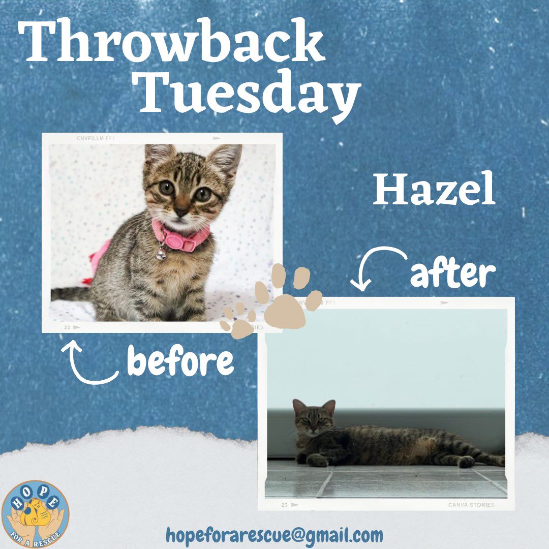 HopeForARescue's tweet photo. ๐พThrowback Tuesday๐พ
Hoy recordamos a Hazel, uno de nuestros pasados animalitos que pudo encontrar un hogar lleno de amor!!๐๐
Nos da mucha satisfacciรณn ver lo grande y hermosa que esta!!๐ซถ๐ป
#hopeforarescue #throwbacktuedsay https://t.co/Xxt5lmJC6m