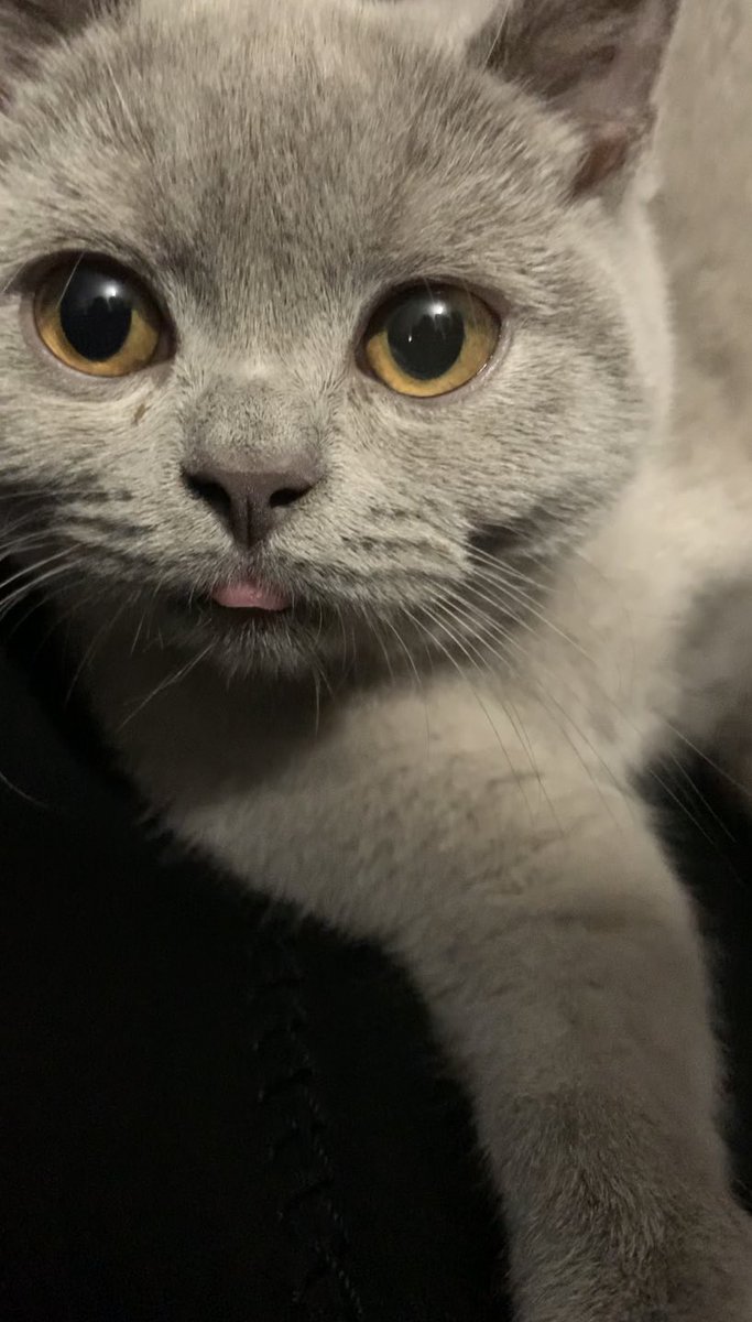 67seliin's tweet photo. @ShouldHaveCat https://t.co/hLukPhec2E