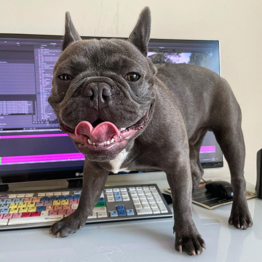 MediaComposer's tweet photo. 🐶 You call that a ruff cut?
📷 https://t.co/Z9YPLE8asJ
▶️ https://t.co/f1sv8KwvR7

#roughcut #frenchie #avidmediacomposer #dog #postproduction #ruffcut #mediacomposer #avid https://t.co/nFC8KYGDli