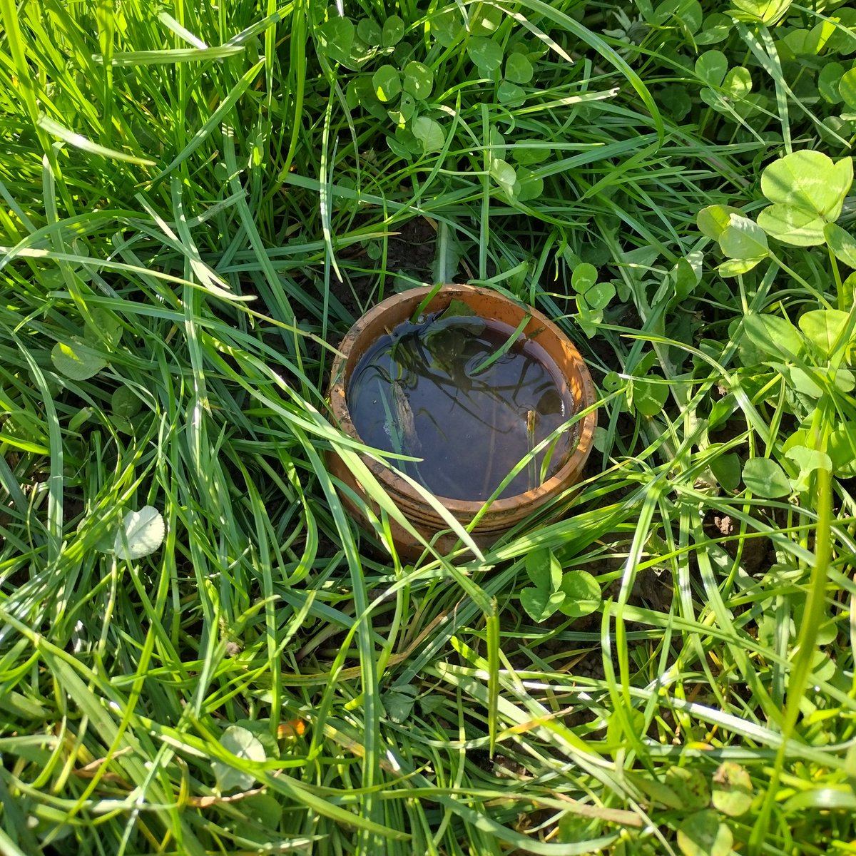 CreedyAssociate's tweet image. We have been out on farm this week talking soil management plans and going over the benefits of soil infiltration tests, these can highlight compacted swards and offer a great way of measuring improvements to remedial work like subsoiling or slit aeration.