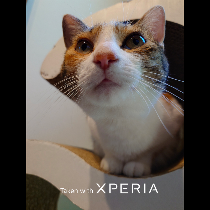 sonyxperia's tweet photo. Celebrating all our feline friends out there this #InternationalCatDay! 

Here's just some of our staff's cat companion photos #TakenWithXperia!

#Sony #Xperia #SonyXperia #EyeAF #PetPhotography #Cat