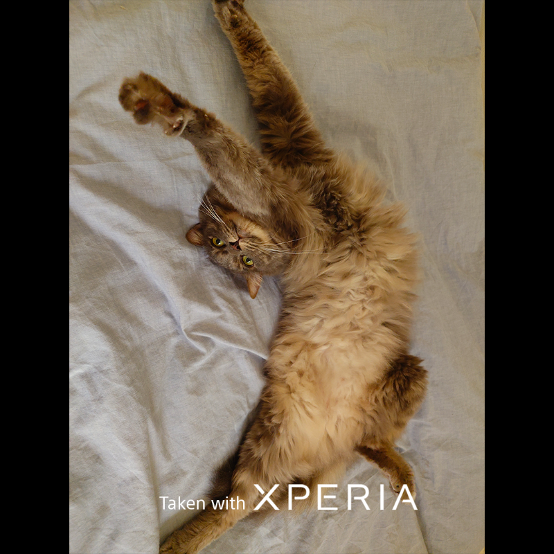 sonyxperia's tweet photo. Celebrating all our feline friends out there this #InternationalCatDay! 

Here's just some of our staff's cat companion photos #TakenWithXperia!

#Sony #Xperia #SonyXperia #EyeAF #PetPhotography #Cat