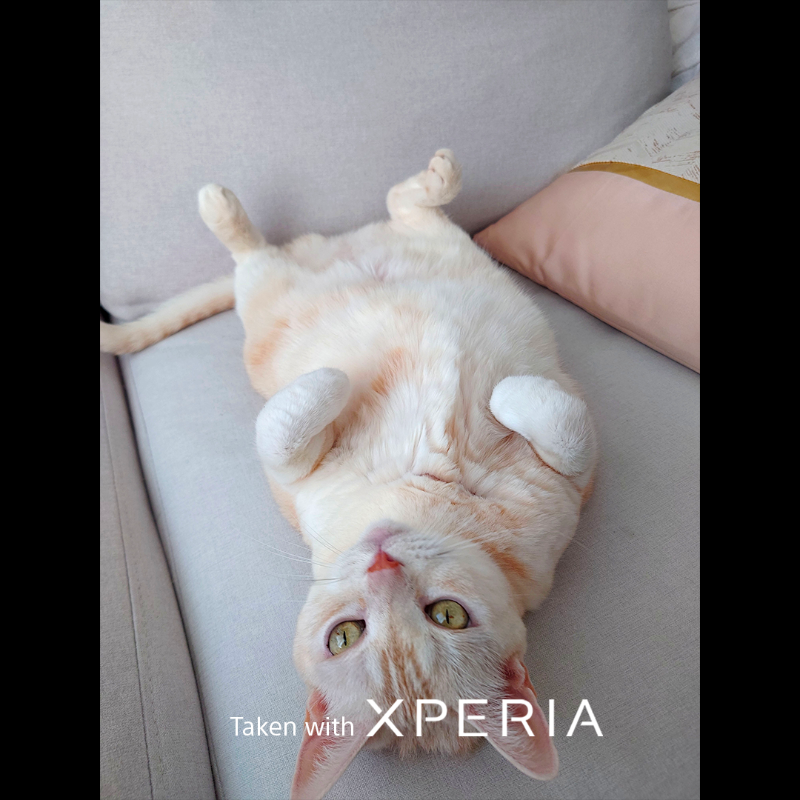 sonyxperia's tweet photo. Celebrating all our feline friends out there this #InternationalCatDay! 

Here's just some of our staff's cat companion photos #TakenWithXperia!

#Sony #Xperia #SonyXperia #EyeAF #PetPhotography #Cat