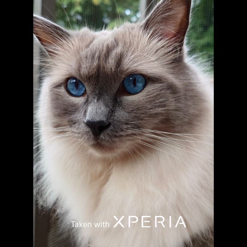 sonyxperia's tweet photo. Celebrating all our feline friends out there this #InternationalCatDay! 

Here's just some of our staff's cat companion photos #TakenWithXperia!

#Sony #Xperia #SonyXperia #EyeAF #PetPhotography #Cat