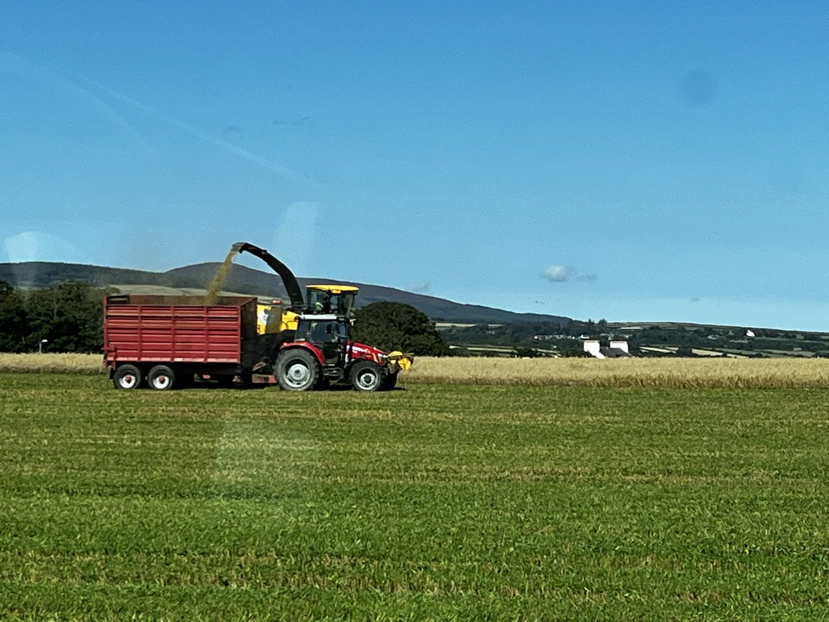 Whole crop being chopped for beef cattle finishing. Spring oats undersown with a clover sward grown with 12.5 units of artificial N and seaweed extract no herbicides or fungicide