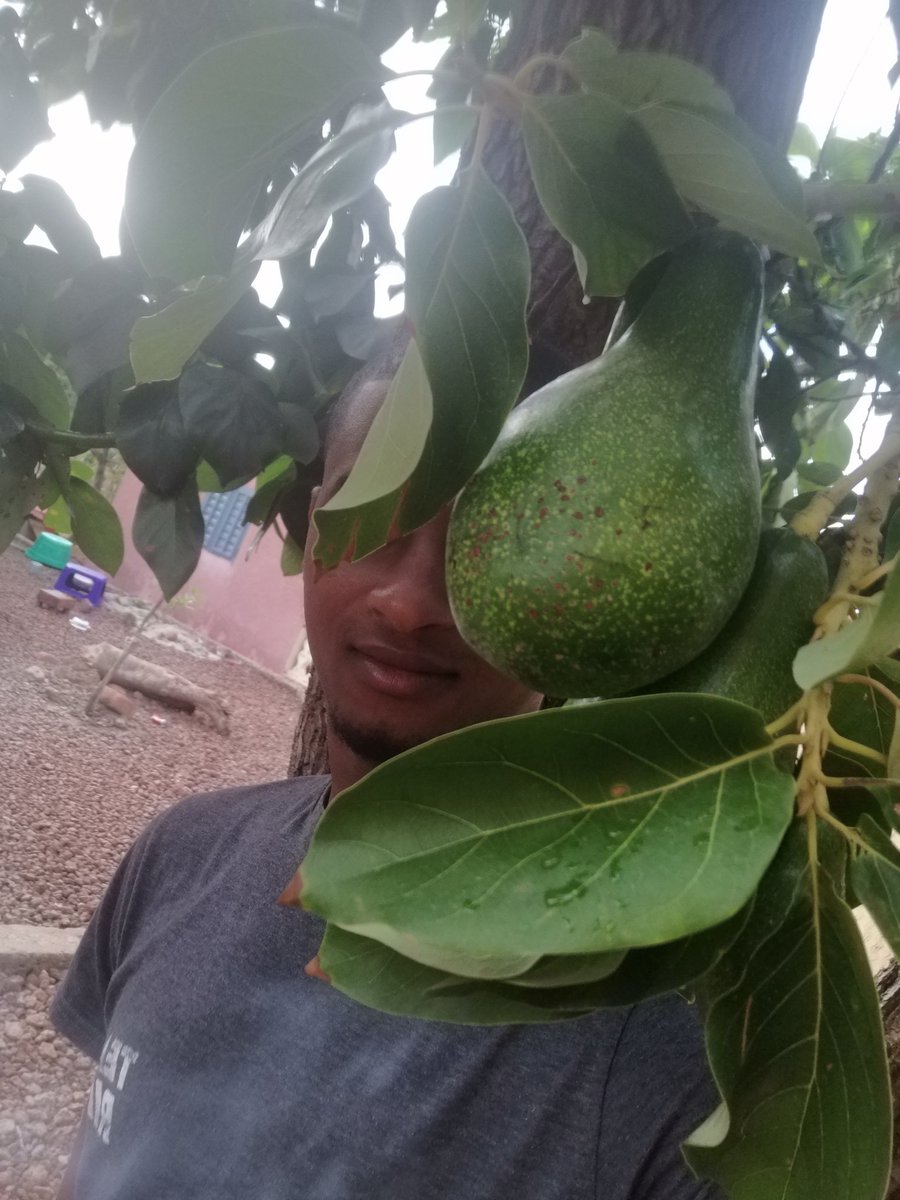 ibrahimbousra's tweet photo. 🇬🇳🇬🇳🇬🇳
#Guinee #Agriculture #Elevage #SareBousra #Niagantou #Diountou #ThiaguelBory #Lelouma #Souveraineté https://t.co/e1pEPDiKWX