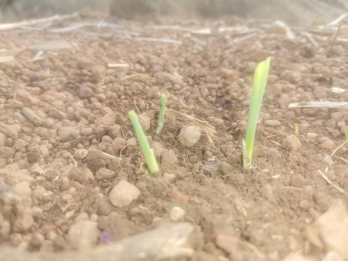 ibrahimbousra's tweet photo. 🇬🇳🇬🇳🇬🇳
#Guinee #Agriculture #Elevage #SareBousra #Niagantou #Diountou #ThiaguelBory #Lelouma #Souveraineté https://t.co/e1pEPDiKWX