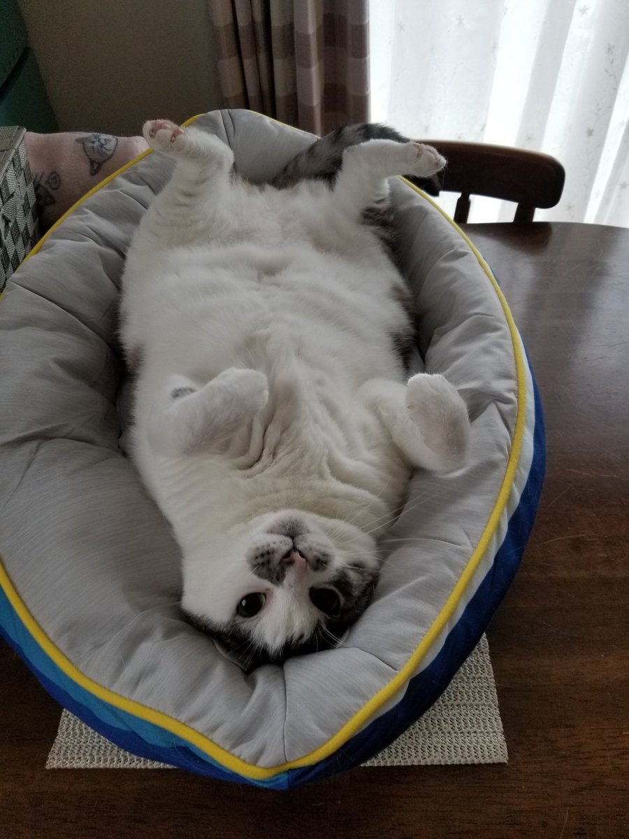 世界中の猫に幸あれ

#世界猫の日