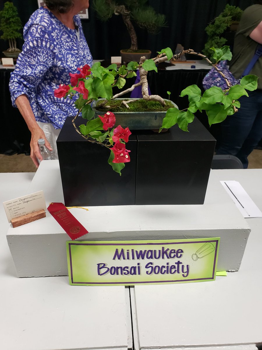 BonsaiJoe77's tweet image. 2nd place at the Wisconsin state fair show. Its flowering so they made it the centerpiece tree. Im proud #bonsai #wistatefair