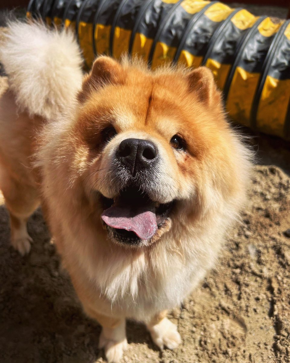 Nala is GLOWING in some long awaited sunshine today 😎🥰 This little lady is lots of fun and floof! 🤗💗 Find out more about Nala on our website - tinyurl.com/yt7zw297 🤗