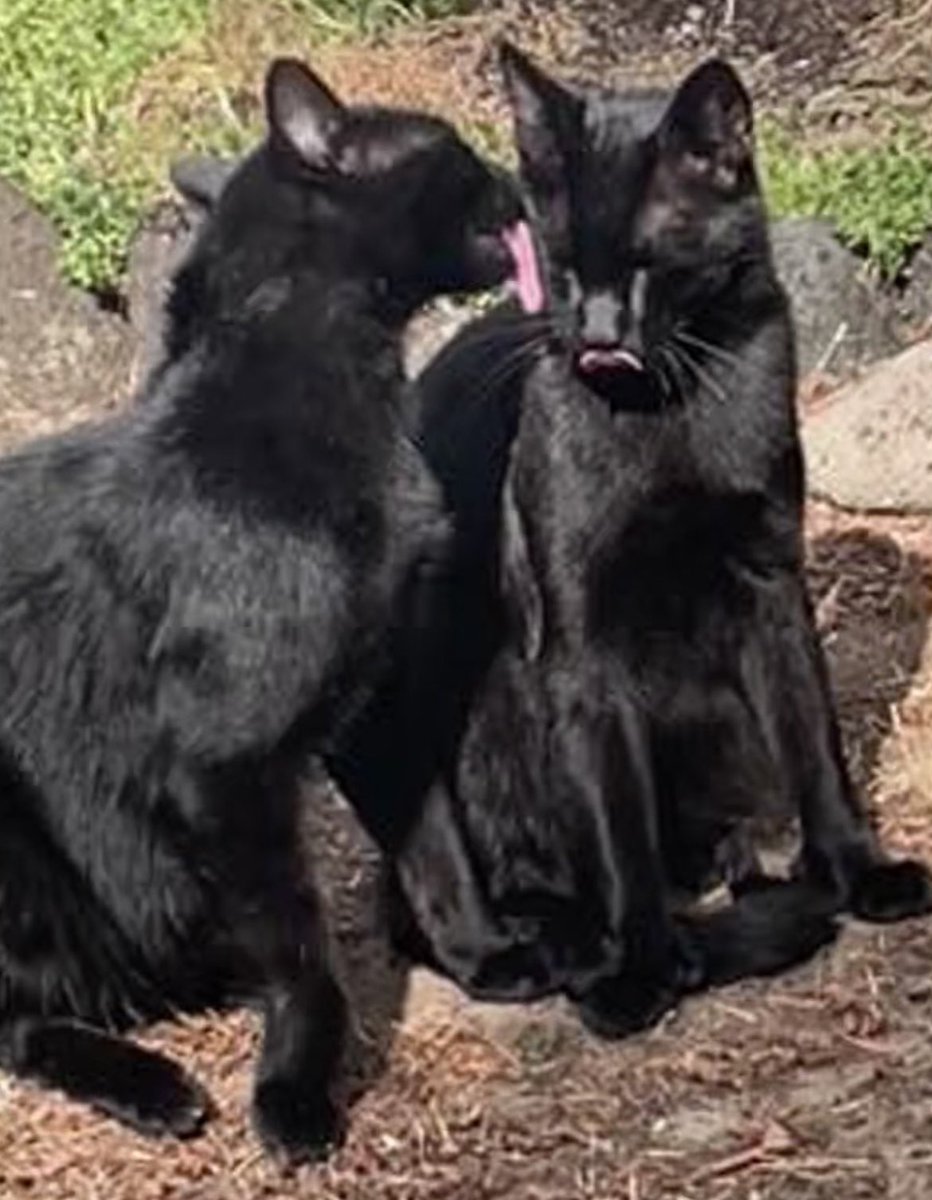 BootsBinx's tweet photo. Two tongues out as us bros freshen up for #TongueoutTuesday!  Wishing all our furiends a day of good, clean fun! 😹🐈‍⬛🐾🐈‍⬛😹. #Hedgewatch #CatsOfTwitter #CatsAreFamily https://t.co/QKScHeR6O1
