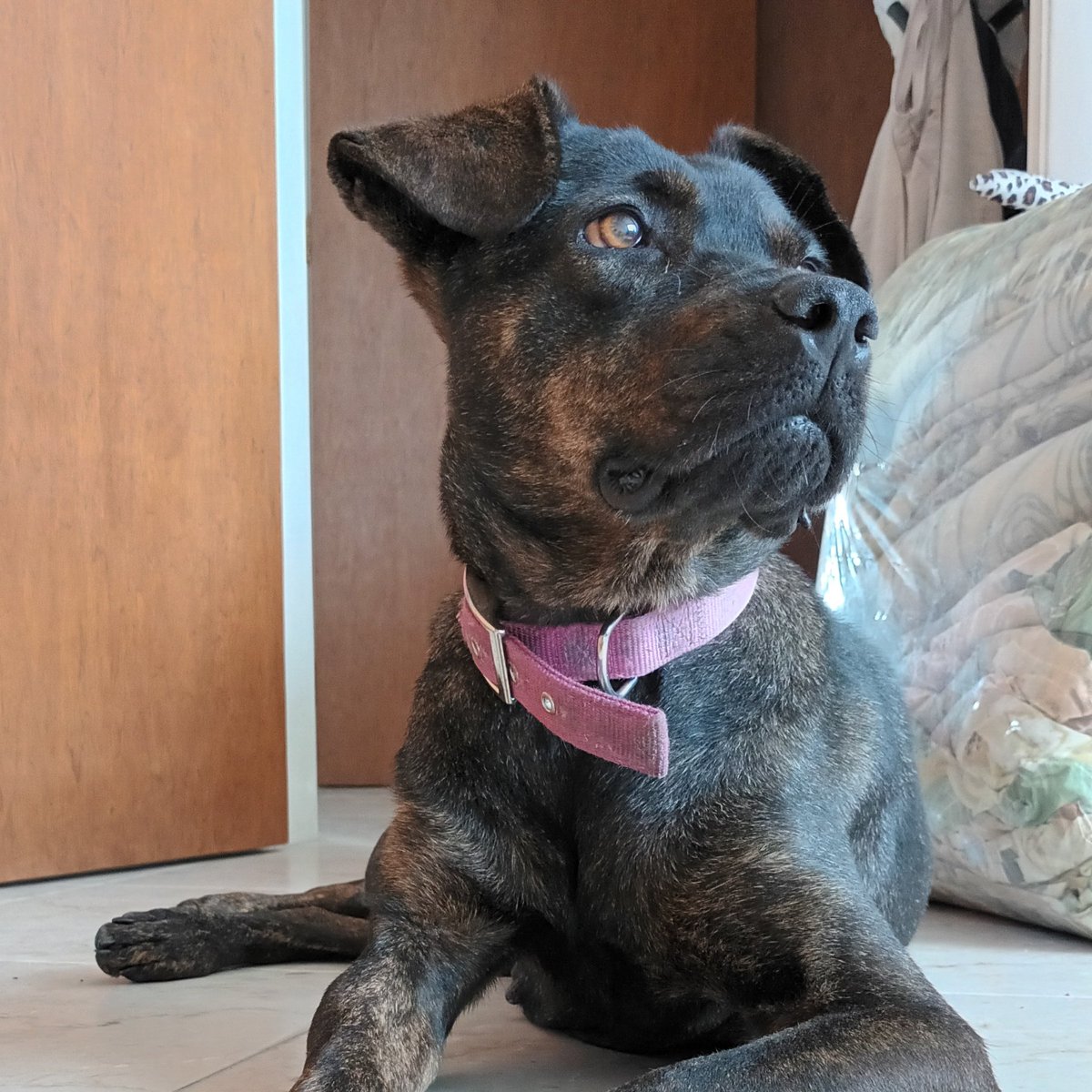 Le dimos hogar temporal a la preciosa "Canela", una perrita encontrada en la Concha Acústica de #ColinasdeBelloMonte 🐶

Esperamos su cita de esterilización para entregarla a una familia que quiera adoptarla.

Sigan y compartan su historia acá:
instagram.com/adoptaacanela/