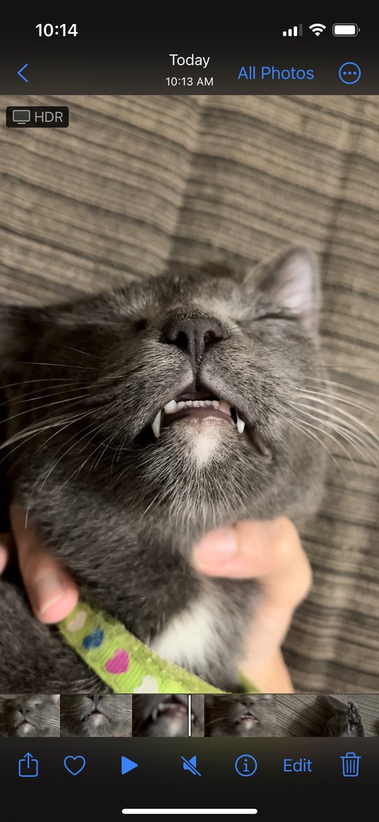 _mialovae's tweet photo. Happy kucing day 😻 https://t.co/5icahKBt5L