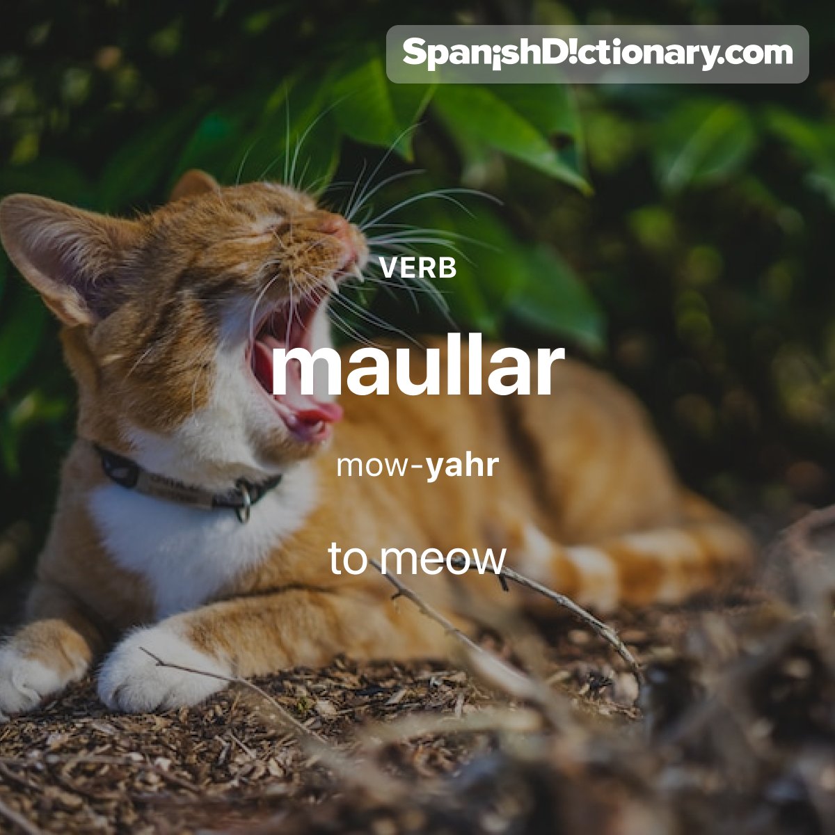 SpanishDict's tweet photo. Today's #WordOfTheDay is "maullar." 🐈🐱 For example: El gatito está maullando porque tiene hambre. - The kitty is meowing because he's hungry.
.
.
.
#EstudiaEspañol #StudySpanish #AprendeEspañol #LearnSpanish #Español #Spanish #LearningSpanish #PalabraDelDia #maullar https://t.co/N6Ulzcboiv