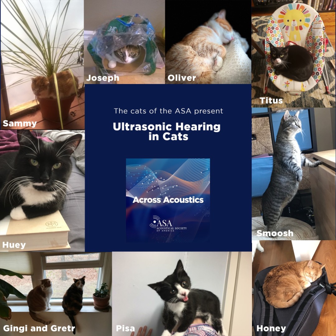 Acoustical Society of America tweet media