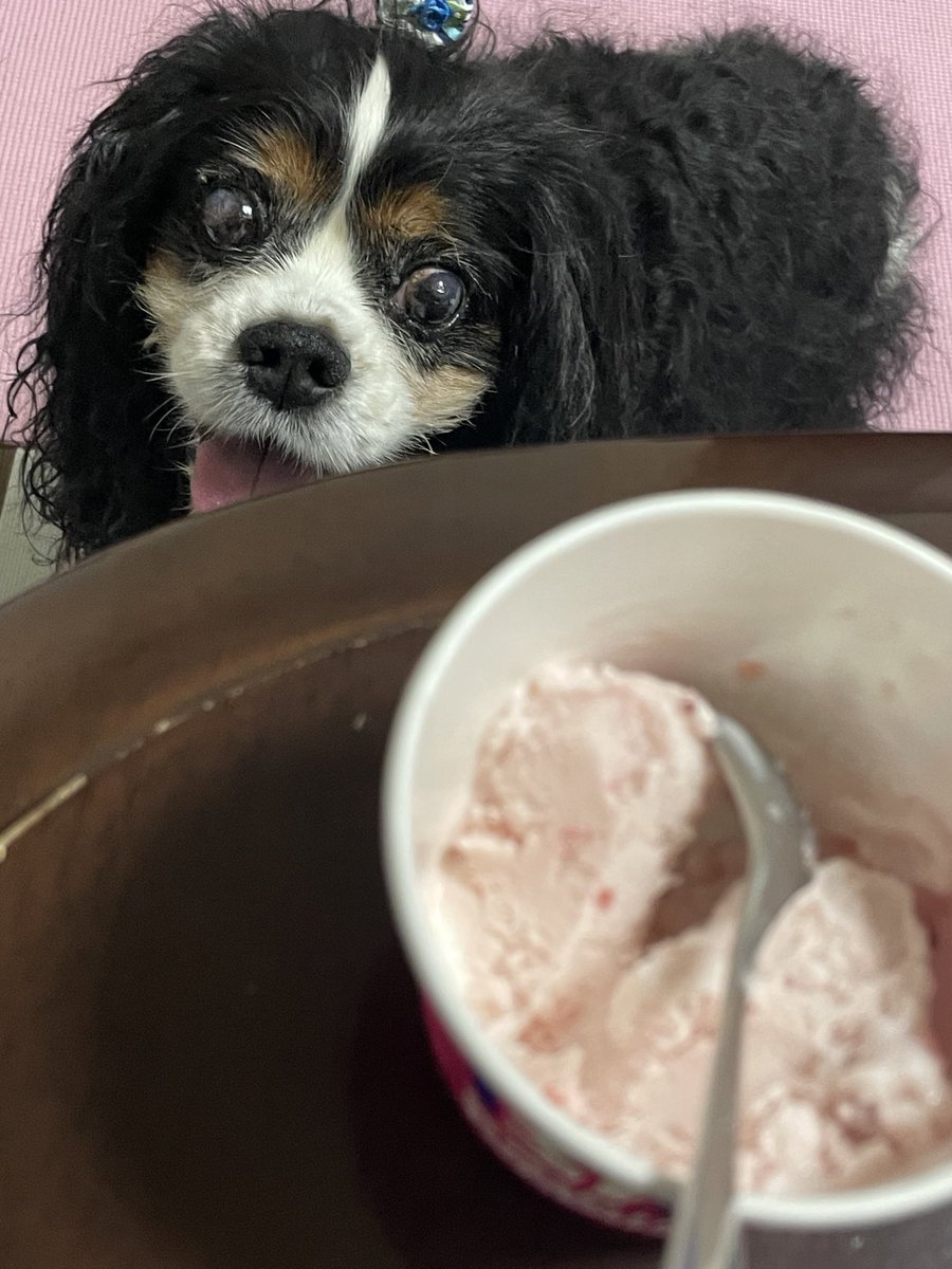 smartof27's tweet photo. @smaob_ren わんこかわいい🫶
実家のワンコも提供します🐶 https://t.co/c33l68qOpO