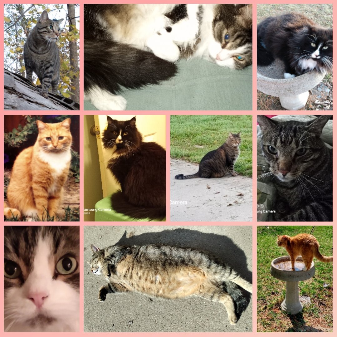 SophieRaccoons's tweet photo. Happy #InternationalCatDay #cats #tabby #tuxedo #InternationalCatsDay #shorthaired #longhaired #mine https://t.co/l2oT5JiYkJ