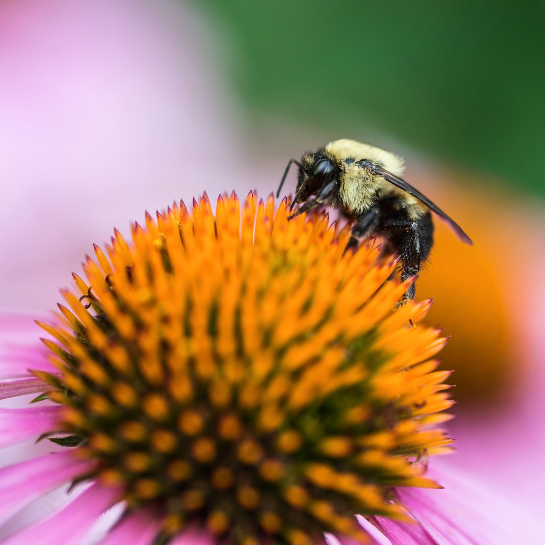 Looking for fun and interesting facts about pollinators? Check out the Pollinator Partnership Canada website at pollinatorpartnership.ca/en/pollinator-… and learn all sorts of cool things including info on prehistoric pollinators, recent pollinator discoveries, and more!