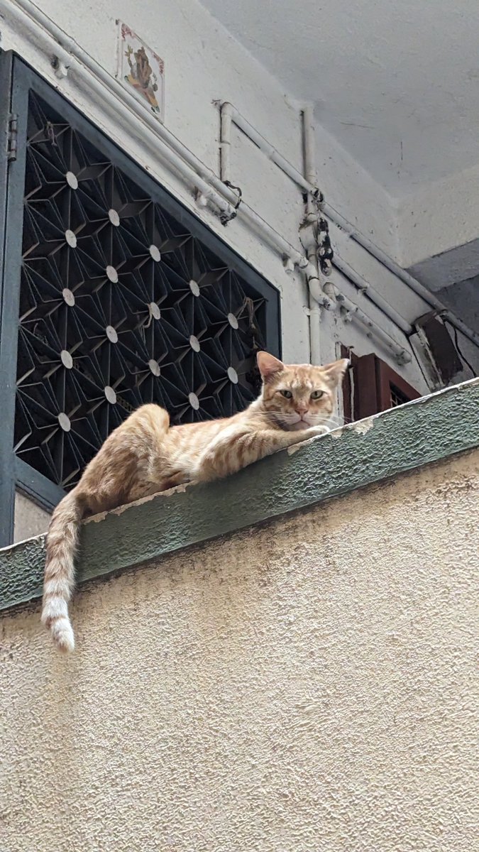 crystalmeth_c's tweet photo. Happpppy International Kat Day🐾 https://t.co/7RVxh6q4TA