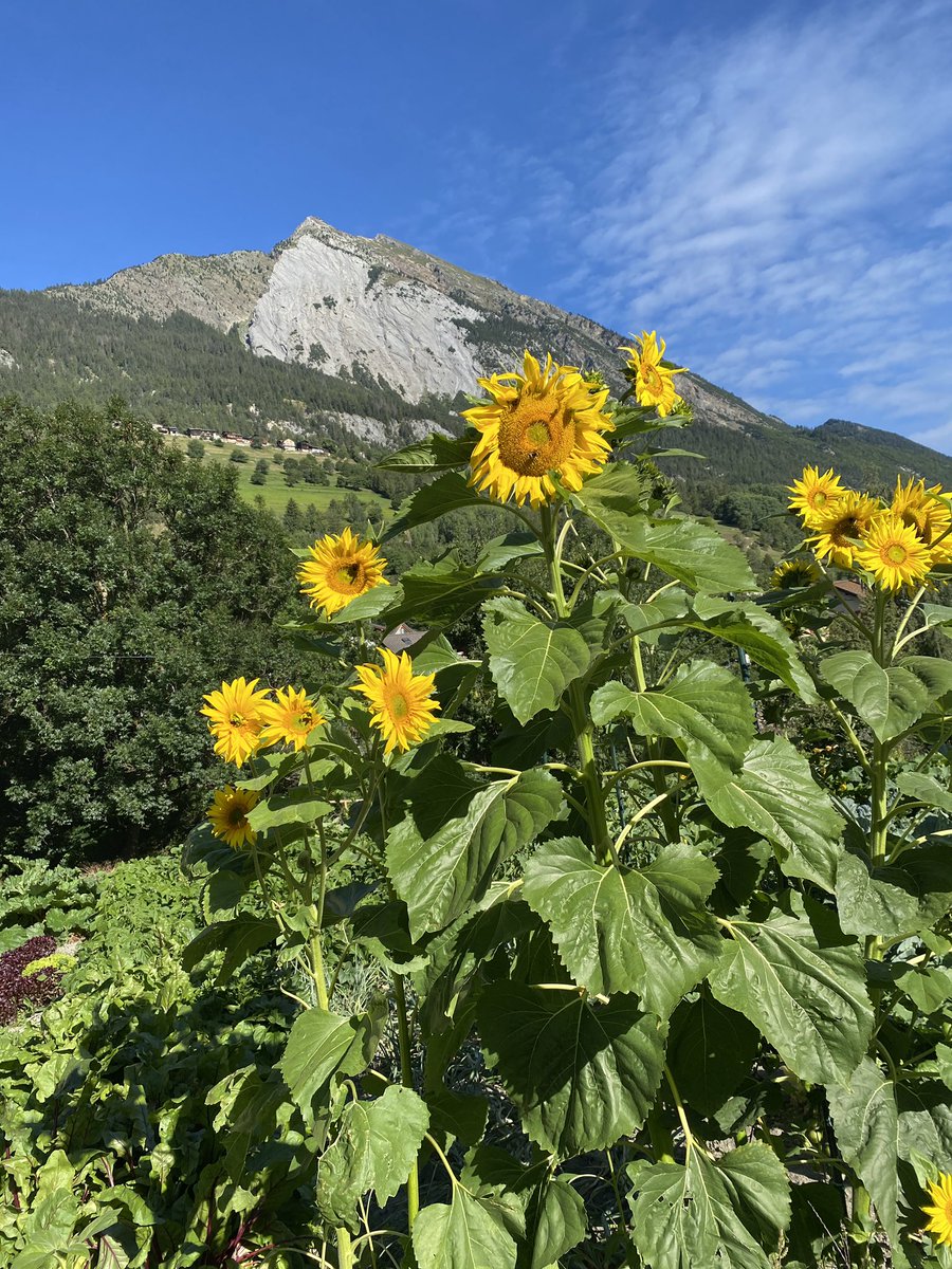 Massan84901559's tweet photo. 2023.08.08 Tus #HauteRoute 3日目 #Champex から #Cabane du #ColdeMille を目指しました。#Orsieres までの下りはバスで下り、そこからは #MontBrule まで絶え間なく登りです。ミレ峠小屋からは東に #GrandCombin が良く見え、西に #MontBlanc 山群がよく見え #Beer が格別です🍺 https://t.co/VdwmLoDHCA
