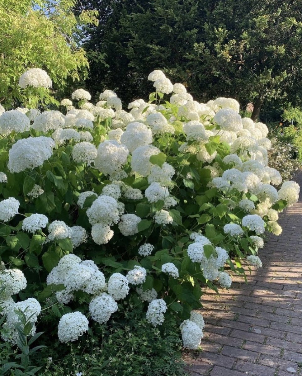 A cheering photo of Hydrangea aborescens 'Annabelle’ feeling happy with all the rain it had!
A North American shrub bearing large white florets like snow balls. 

#hydrangea #hydrangeaarborencesannabelle
#gardens #gardening 
#gardening #sussexgardens