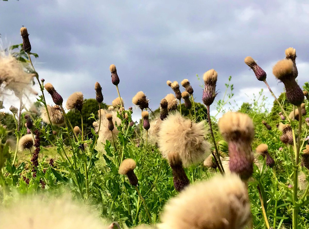 🌿💜🌿Thistles turning into fluff balls … 

it’s almost seed dispersal time and there will be clouds of new floating baby thistles 🌱 🌱 🌱

#SeasonsChanging #ThePhotoHour #seedheads